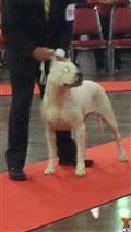 dogo argentino puppy posted by Cordoba Dogos